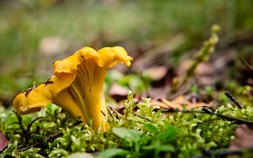 Vejers Strand Camping Natur Skov Svamp Kantarel