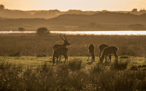 Vejers Strand Camping Natur Rådyr