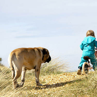 Vejers Strand Camping Pladsen Stemning Hund Cykel