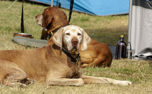 Vejers Strand Camping Pladsen Hund